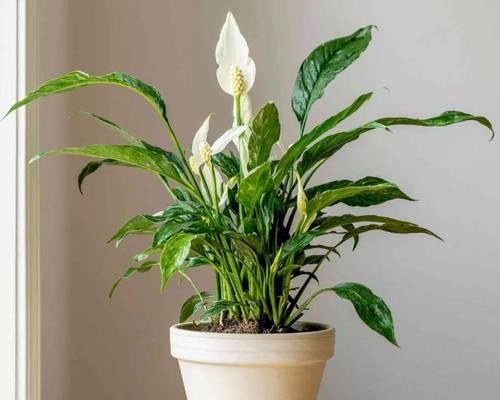 家养小型植物推荐？哪些植物适合室内小空间？