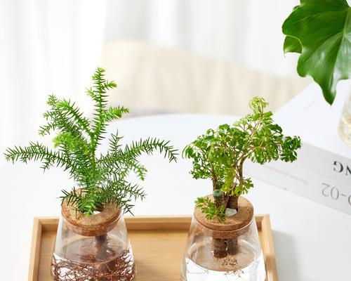 家养小型植物推荐？哪些植物适合室内小空间？