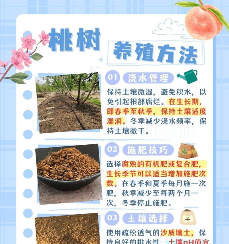 2x4主干桃树的管理方法是什么？如何确保其健康成长？