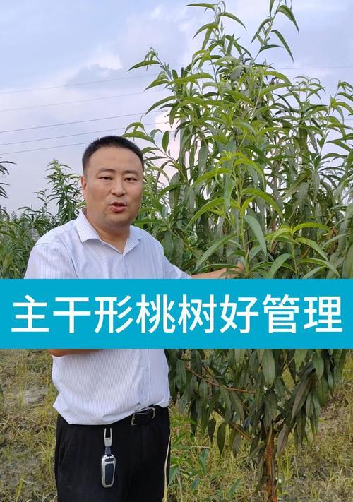 2x4主干桃树的管理方法是什么？如何确保其健康成长？