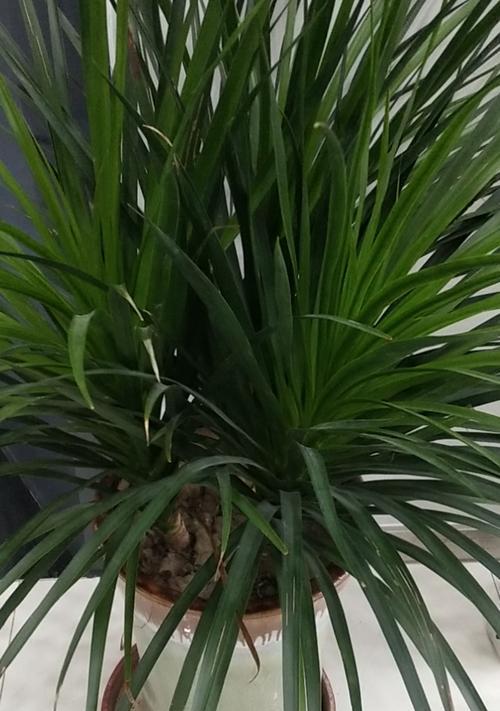 造型龙须兰盆栽的养护技巧有哪些？如何保持龙须兰盆栽的美观？