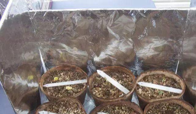 锡箔纸植物如何使用？有哪些效果？