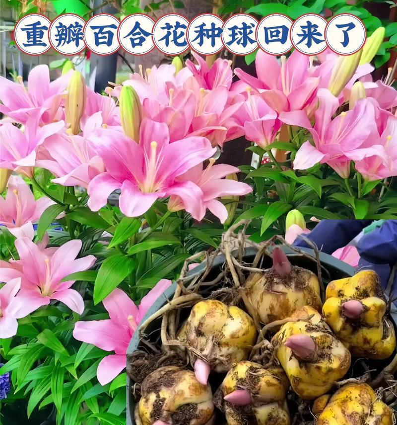 百合厨是哪种含义？