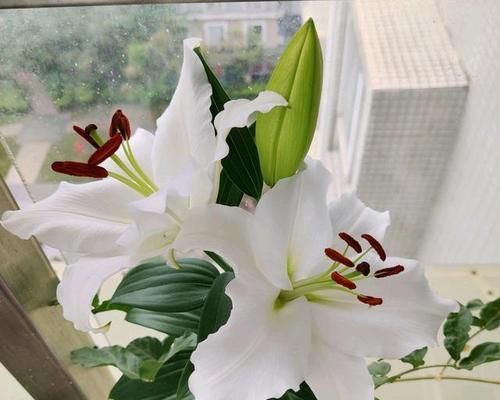 百合不开花意味着什么？
