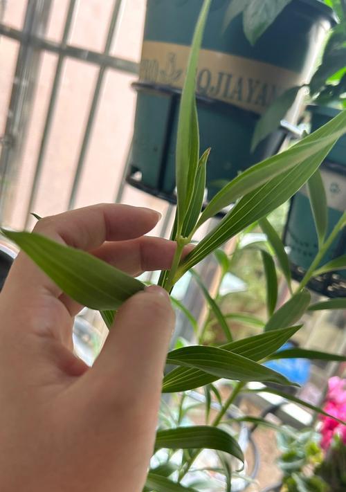 百合不开花意味着什么？