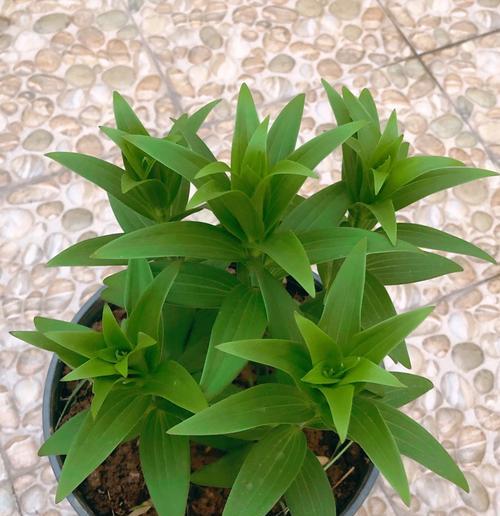 百合不开花意味着什么？