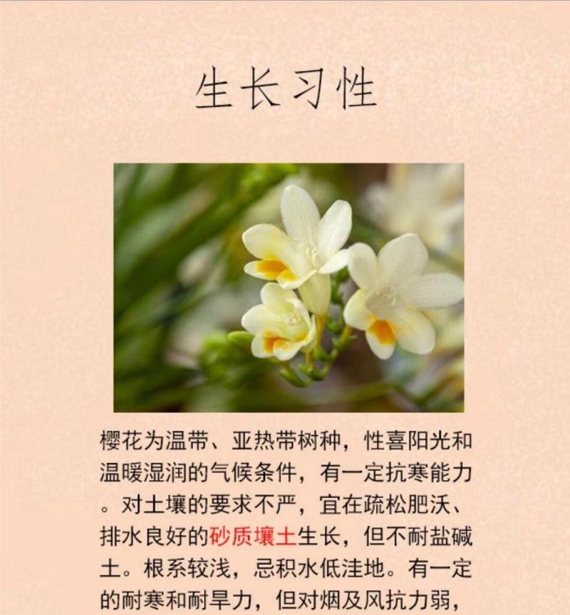 樱花的花语具体是什么？它在不同场合下有何不同解释？