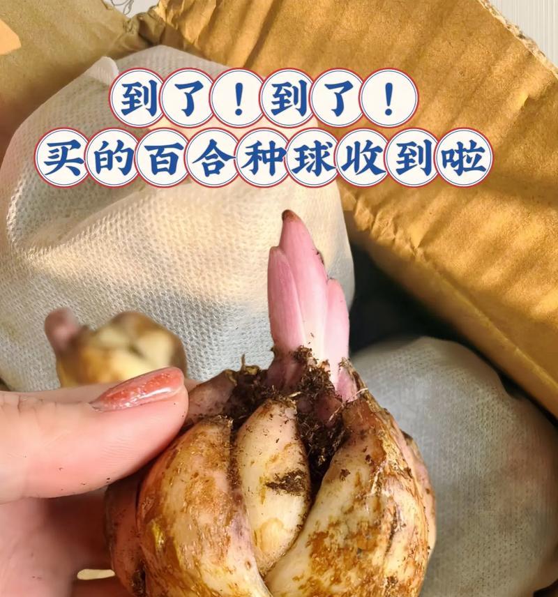 百合进口标识的含义是什么？