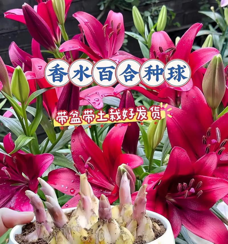 百合进口标识的含义是什么？