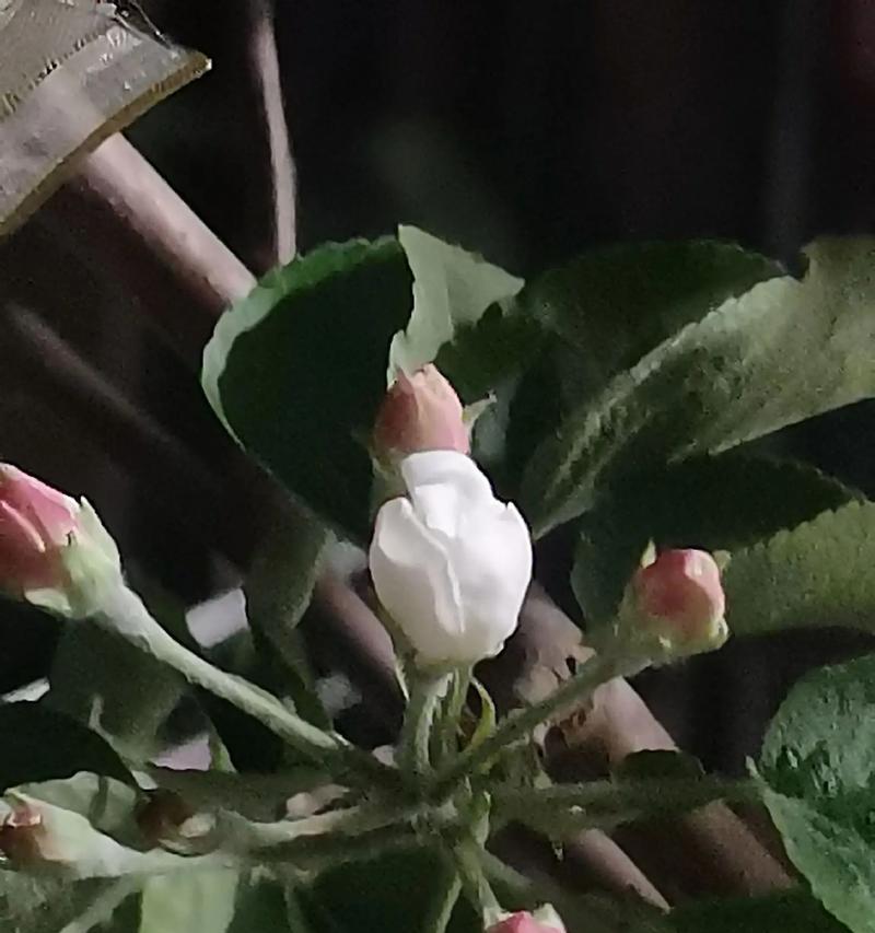 苹果花的花语有哪些？它代表了什么？