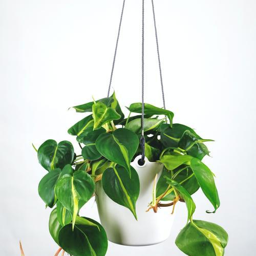 送给男朋友哪种植物最合适？植物作为礼物的含义是什么？