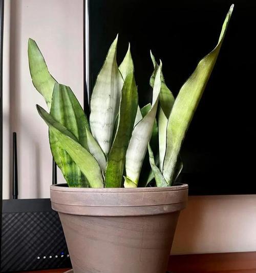 送给男朋友哪种植物最合适？植物作为礼物的含义是什么？