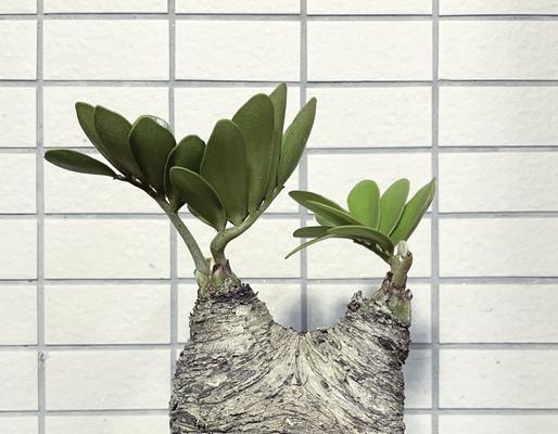 送给男朋友哪种植物最合适？植物作为礼物的含义是什么？
