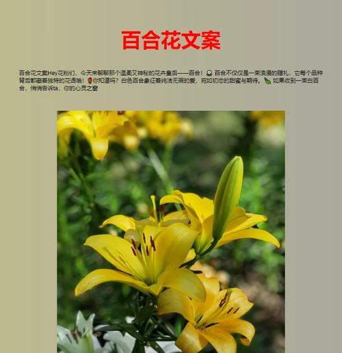 白百合文案花语的正确写法是什么？