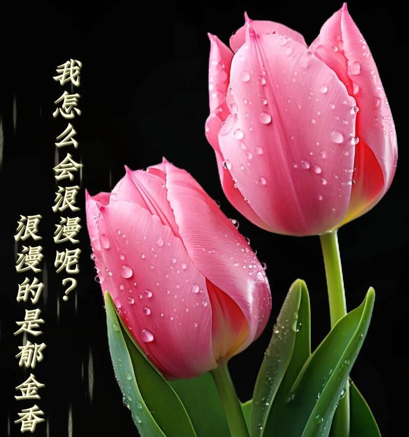 粉郁金香代表什么含义？花语是什么？