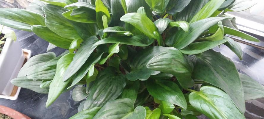 “植物不打”是什么意思？这个表达在园艺中指什么？
