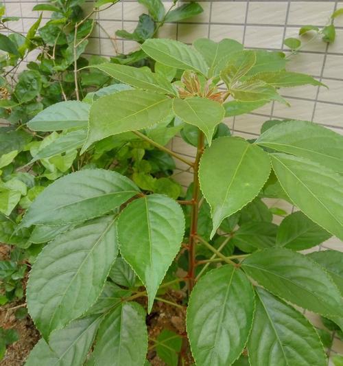 “植物不打”是什么意思？这个表达在园艺中指什么？