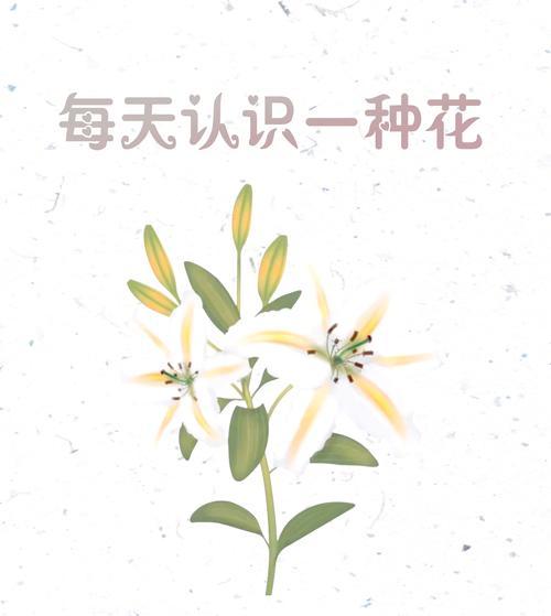 送奶奶百合花的花语是什么？它在家庭关系中传递了哪些情感？