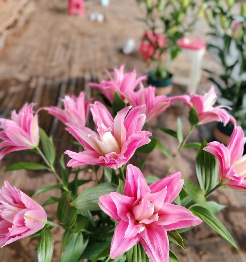 送奶奶百合花的花语是什么？它在家庭关系中传递了哪些情感？
