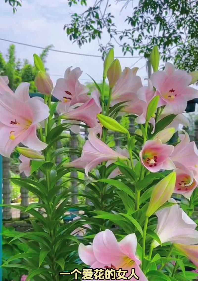 送奶奶百合花的花语是什么？它在家庭关系中传递了哪些情感？