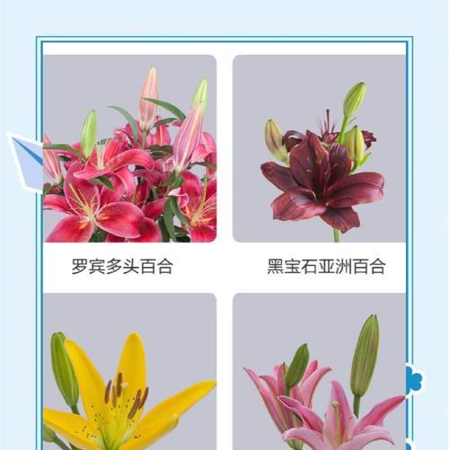 花色百合的寓意及其象征意义是什么？
