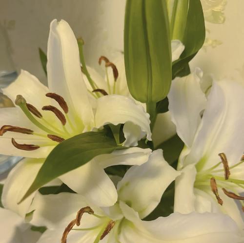 花色百合的寓意及其象征意义是什么？