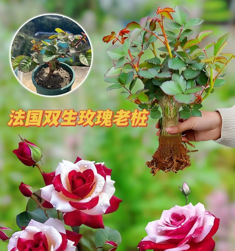 一个玫瑰花的出现有何深意？玫瑰花象征着什么？