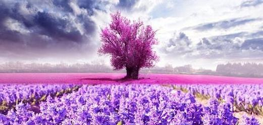 薰衣草花语代表了什么？