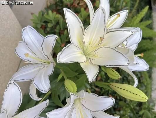 百合花代表的季节性情感是什么？