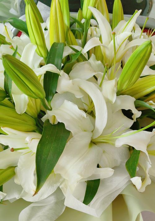 百合花代表的季节性情感是什么？
