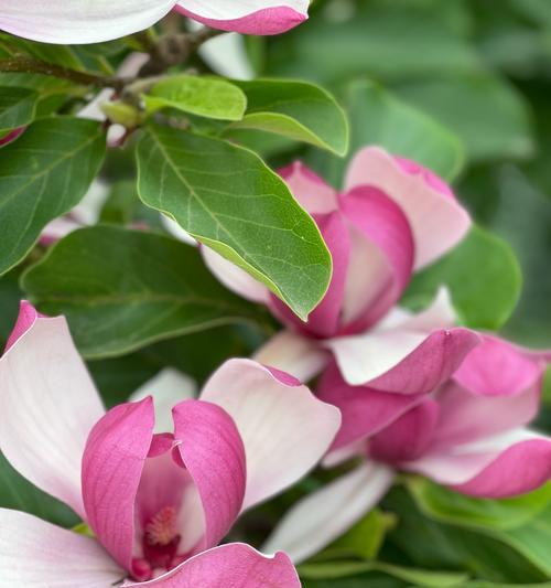 百合花代表的季节性情感是什么？