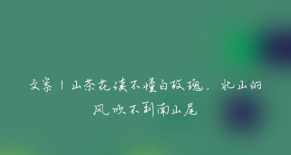 干茶不懂白玫瑰是什么意思？白玫瑰的花语是什么？