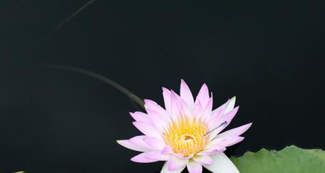 旋转莲花有什么寓意？百合花美好象征着什么精神？