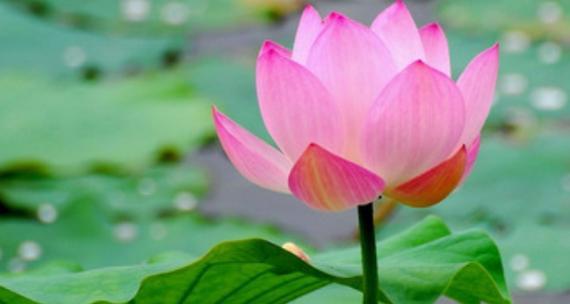 百合花在祭祖中代表了什么？它有什么象征意义？