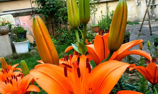 百合花在祭祖中代表了什么？它有什么象征意义？