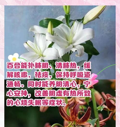 百合花在祭祖中代表了什么？它有什么象征意义？