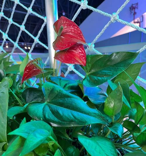 哪些植物象征着登科？它们在文化中扮演什么角色？