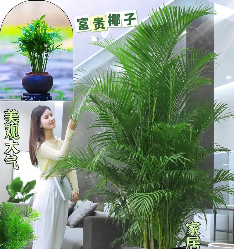 女生送开业盆栽应该选什么？