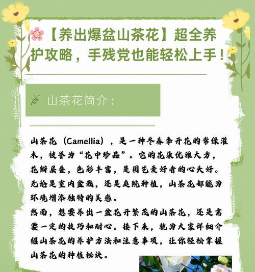 潮汕茶花的寓意是什么？