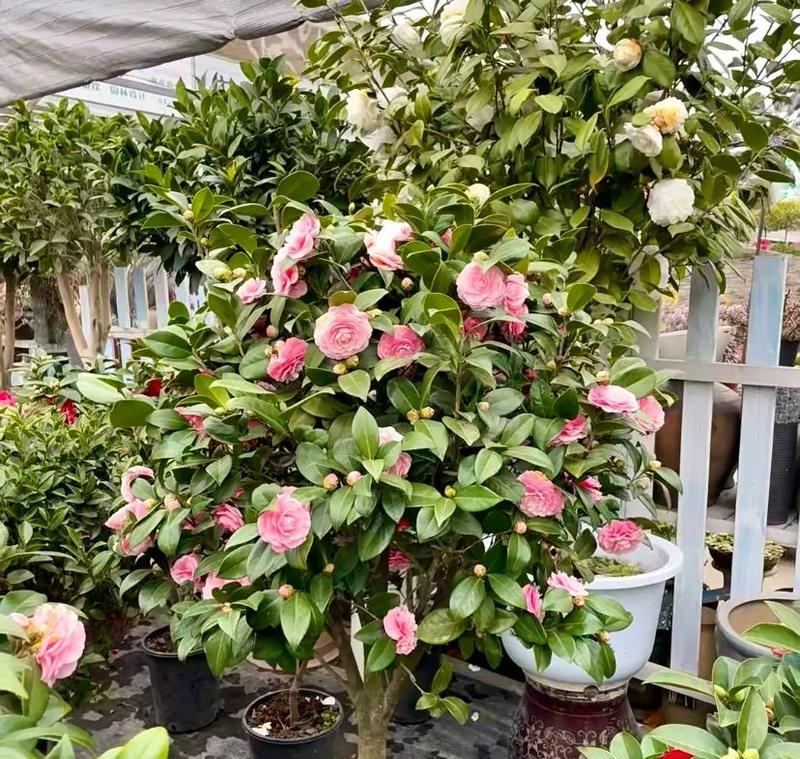 潮汕茶花的寓意是什么？