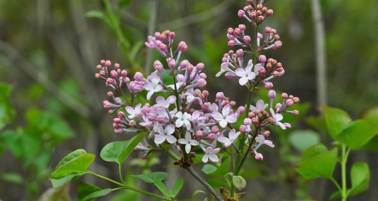 紫丁香的花语代表什么？紫丁香的含义是什么？