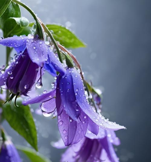 紫丁香的花语代表什么？紫丁香的含义是什么？