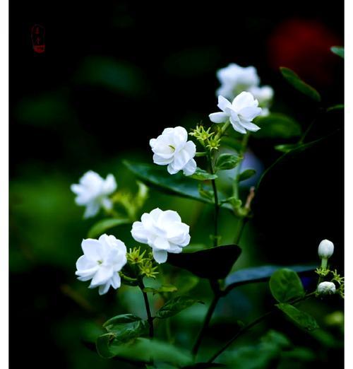 哪种花卉象征着冰凉？这种花卉的花语是什么？