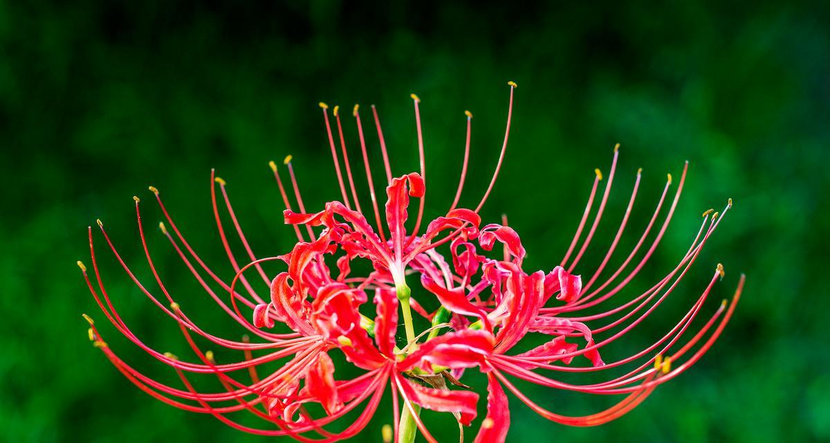 哪种花代表青春？花语中蕴含的含义是什么？