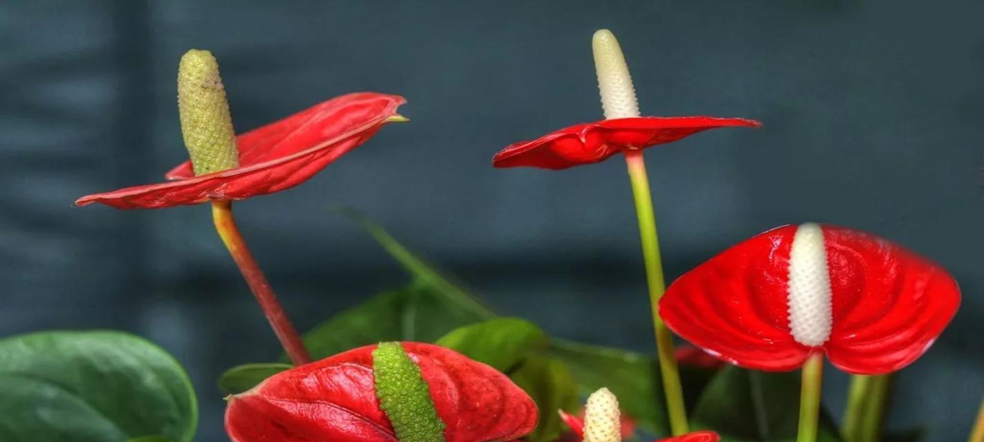八月的花语是什么花？八月代表的花卉有哪些？