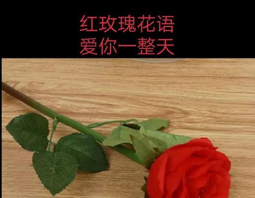 哪种花的花语是表达爱意？