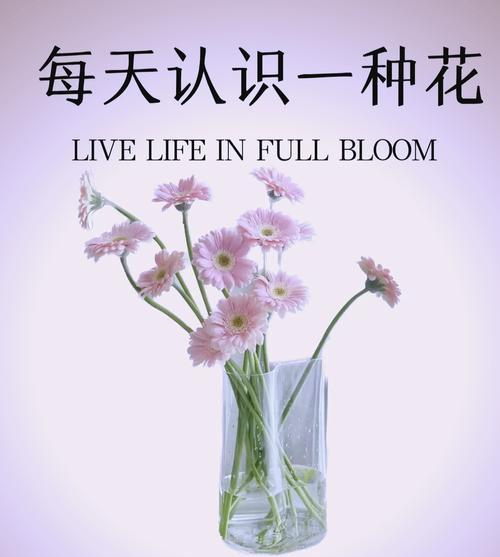 哪种花的花语是表达爱意？