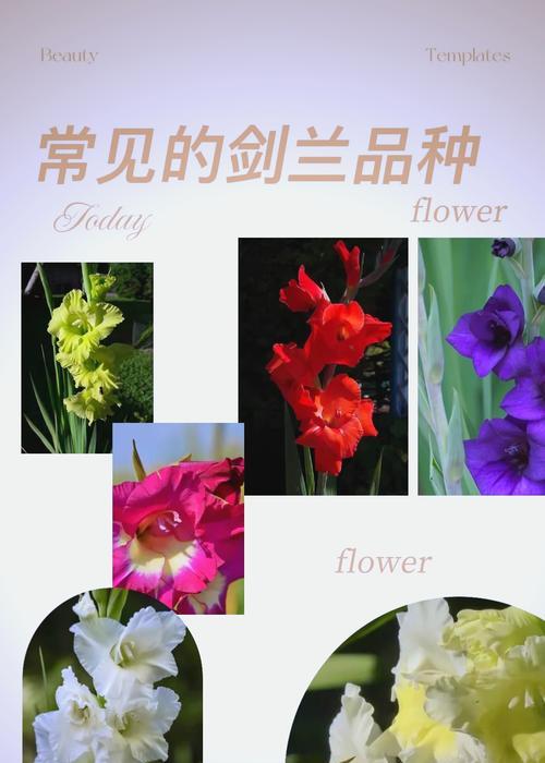 剑兰象征着什么？它的花语有哪些含义？
