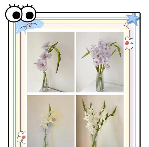剑兰象征着什么？它的花语有哪些含义？