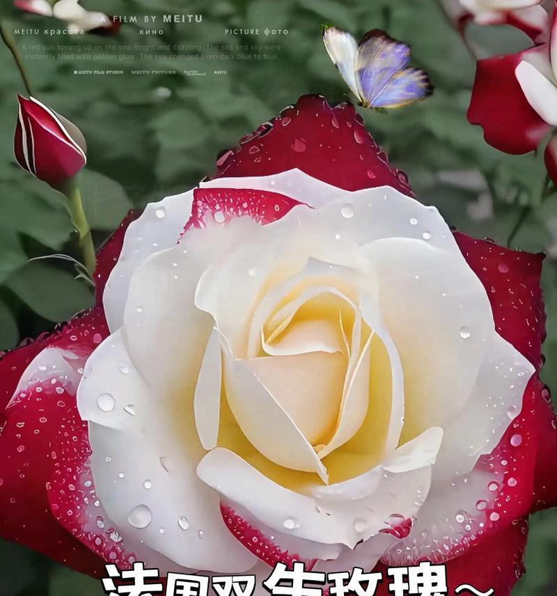 玫瑰花通常代表哪种爱意？不同颜色玫瑰的爱意有何不同？